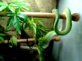 morelia viridis sorong