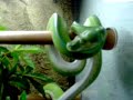 morelia viridis sorong