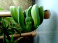 morelia viridis sorong