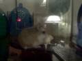 Robo Dwarf Hamster Peep
