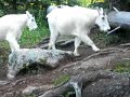 Chicago Basin Mountain Goats