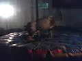 Touro mec�nico Exp� 2008 - 02