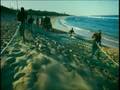 WILD OCEAN Film Trailer (IMAX)