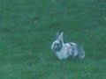 Mystery Solved: The Case of the Missing Bunny Rabbits