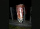 ppc, Turbo lieve pony!  (L)
