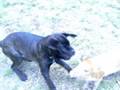videos de Basil and dogs again