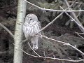Smooch the Barred Owl Smooch the Barred Owl