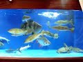 Temensis Peacockbass Hand Feeding - MonsterFishKeepers.com