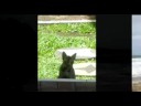 Meyers 2008 remix