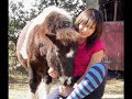 Mes poneys que j\