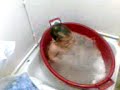 QUE RICO ES BA�ARME