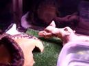 Houdini Snickers Shedding Part One