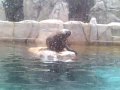 aquario santos 