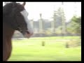 Hennebont 2008: parade des �talons