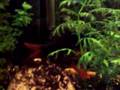 my guppys,corys,rainbow shark