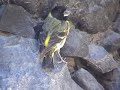 JILGUERO GRANDE Carduelis crassirostris Thick-billed siskin
