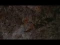 JOHN WATERS SALUTE(Cult Clasic Bigfoot Movie Opening Scene)