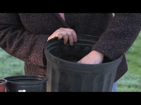 how to transplant tulips