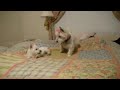 Two cute westie puppies are playing