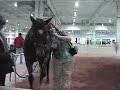 Horse Clicker Training