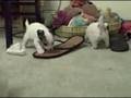 videos de SAKKARRA 5 wks puppies Sushi chinese crested
