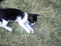 Cat and bottle cover