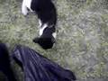 Cat and bottle cover