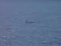 The Lake Champlain Monster?