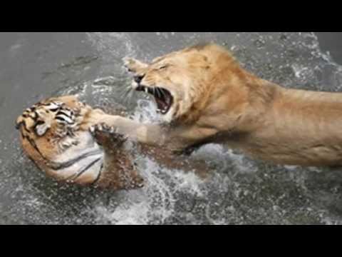 tigre vs leon batalla - NO TE OLVIDES DE COMPARTIR EL VÍDEO CON TUS AMIGOS Y DARLE A ▷