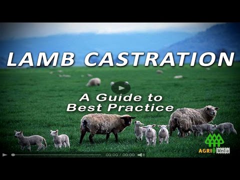 castration