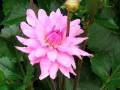 August Flowers Of Paris