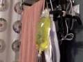 Giving sub-q fluids