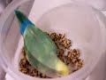 nutriberriesobsessed-lovebird.html