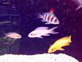 beautiful-animals.html
