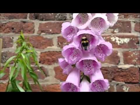 how to fertilize foxglove