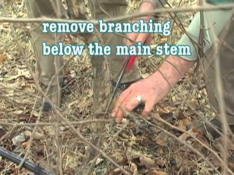 how to fertilize muscadines