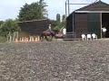 Horses - Horseshoeing - Cytekhorse.com