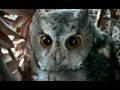 Otus : オオコノハズク