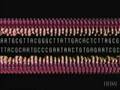 videos de DNA_replication Introduction