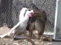 Oyun oynama çalıştığı ördeğin hışmına uğrayan köpek, her şeye rağmen bahçedeki komşusuna fazla zarar vermemeye çalışıyor. Ördeğin ise kendisinden çok güçlü rakibine kahramanca mücadelesi görülmeye değer