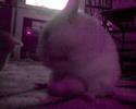 hamster-madness.html