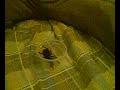 Brachypelma albopilosa 2