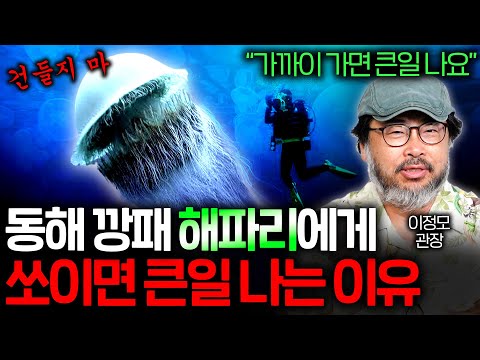 한반도 앞 바다에 계속 증가하는 해파리가 대멸종도 견뎌낸 이유(불멸의 해파리..) | 과학정모 EP.40