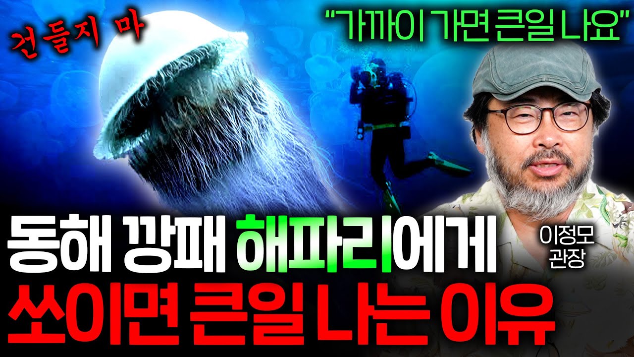 한반도 앞 바다에 계속 증가하는 해파리가 대멸종도 견뎌낸 이유(불멸의 해파리..) | 과학정모 EP.40