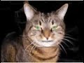 Maime: \"On the dangers of sleeping with Humans.\"