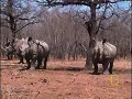 Black Mamba vs. Animal Kingdom