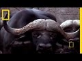 Black Mamba vs. Animal Kingdom