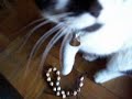 Oreo the cat plays with some beads