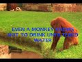 PUREEZ MONKEY COMMERCIAL