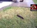 Inshta'pede playing in the sprinkler